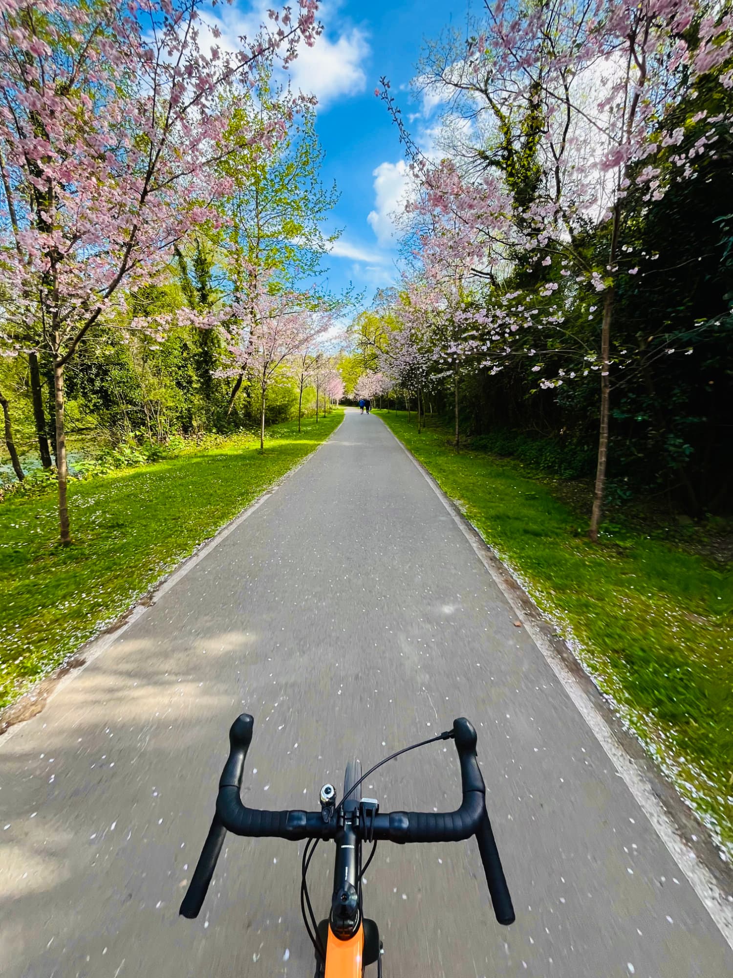 Pedaleando en una senda ciclable. Rodeado de cerezos
