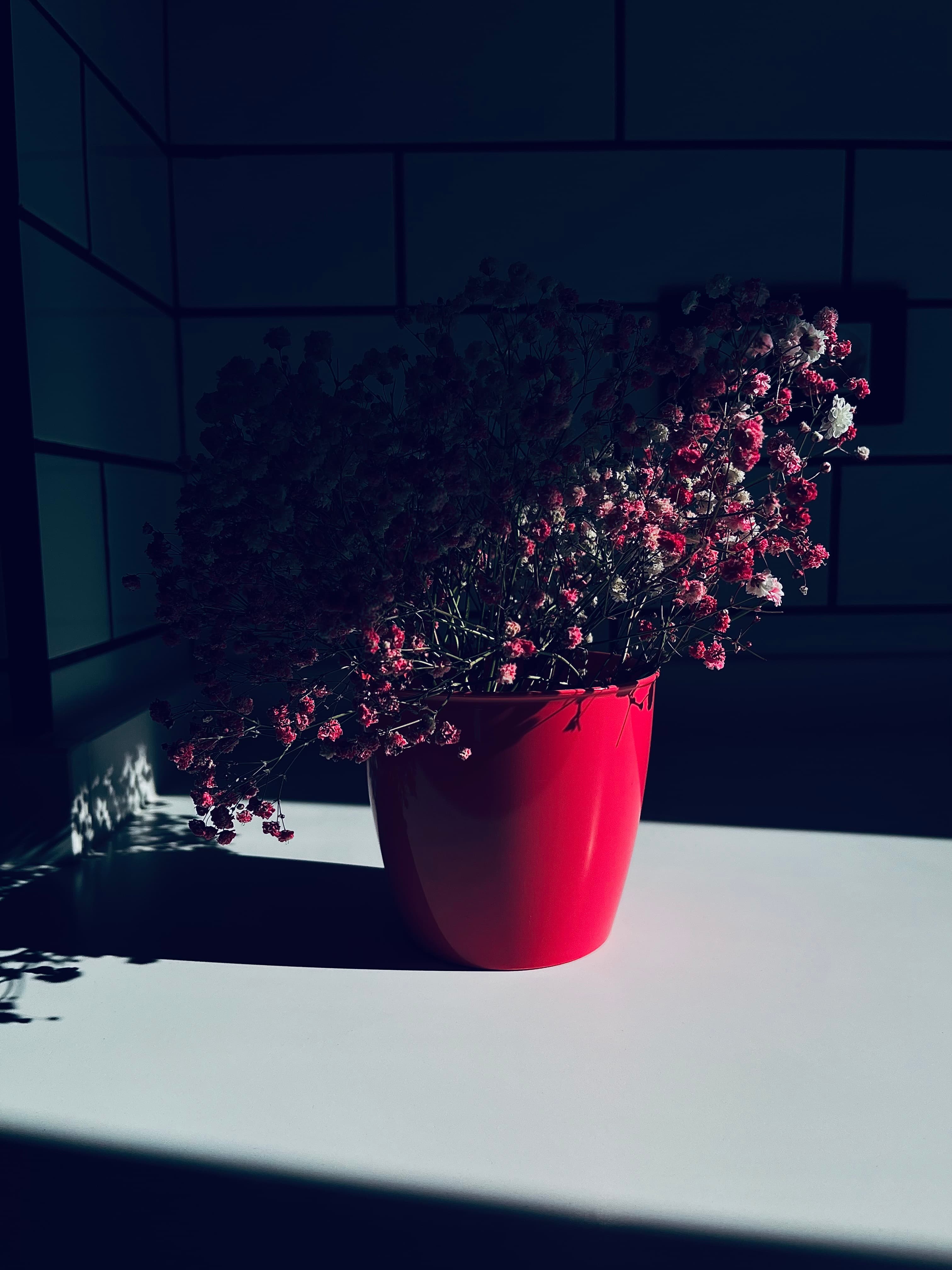 Una planta