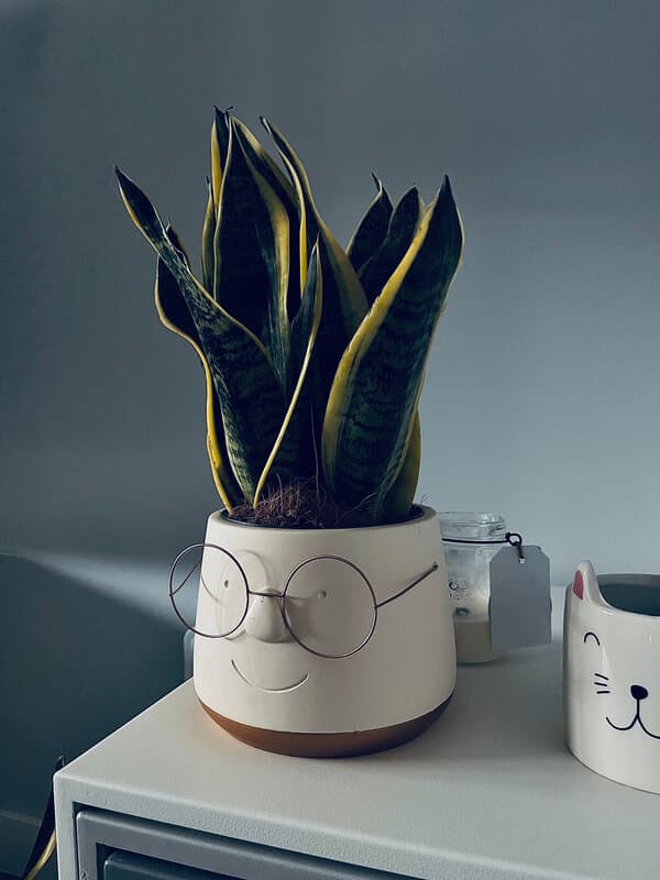 Una planta serpiente